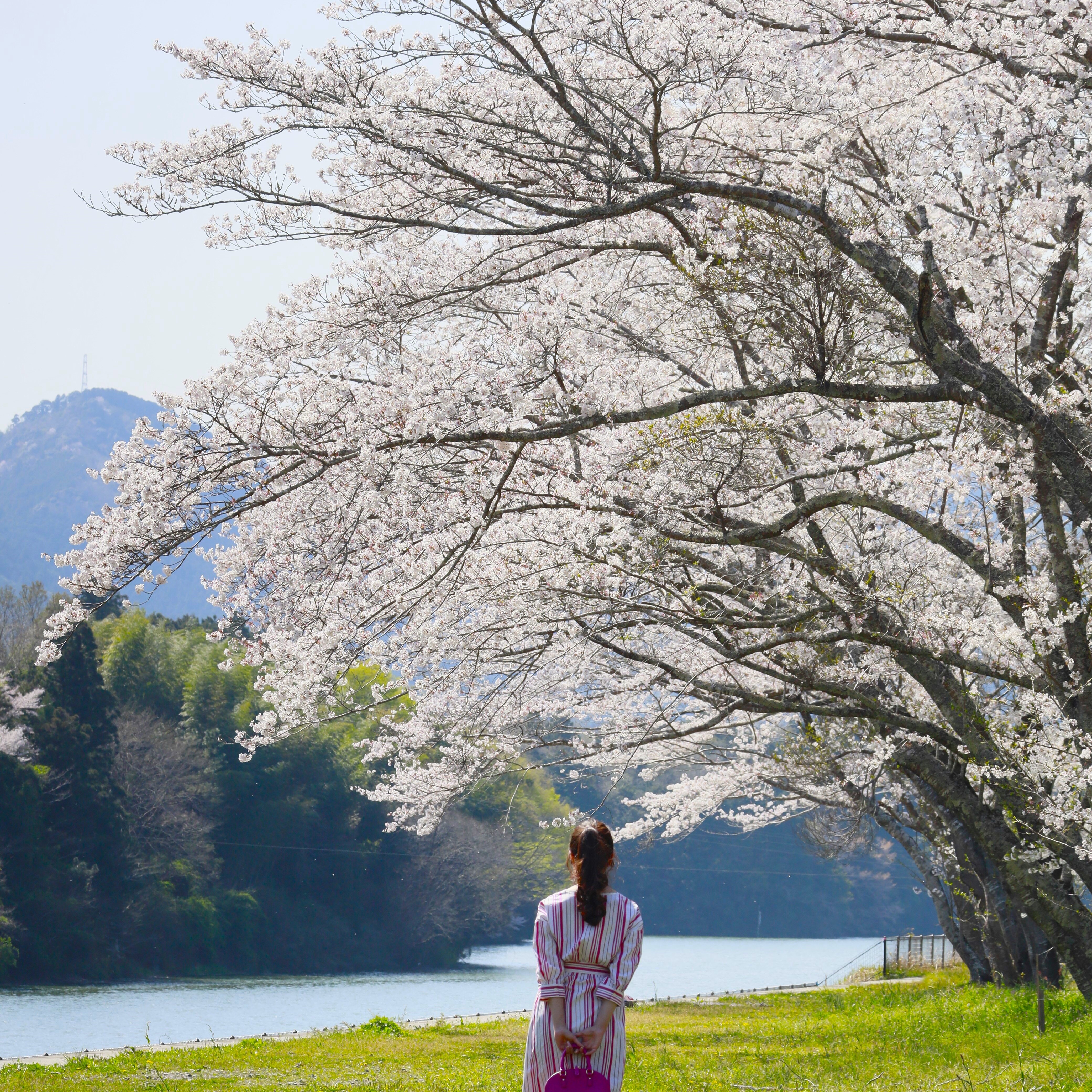 【車でも徒歩でもOK】三重県大台町のお花見・桜の名所まとめ2024