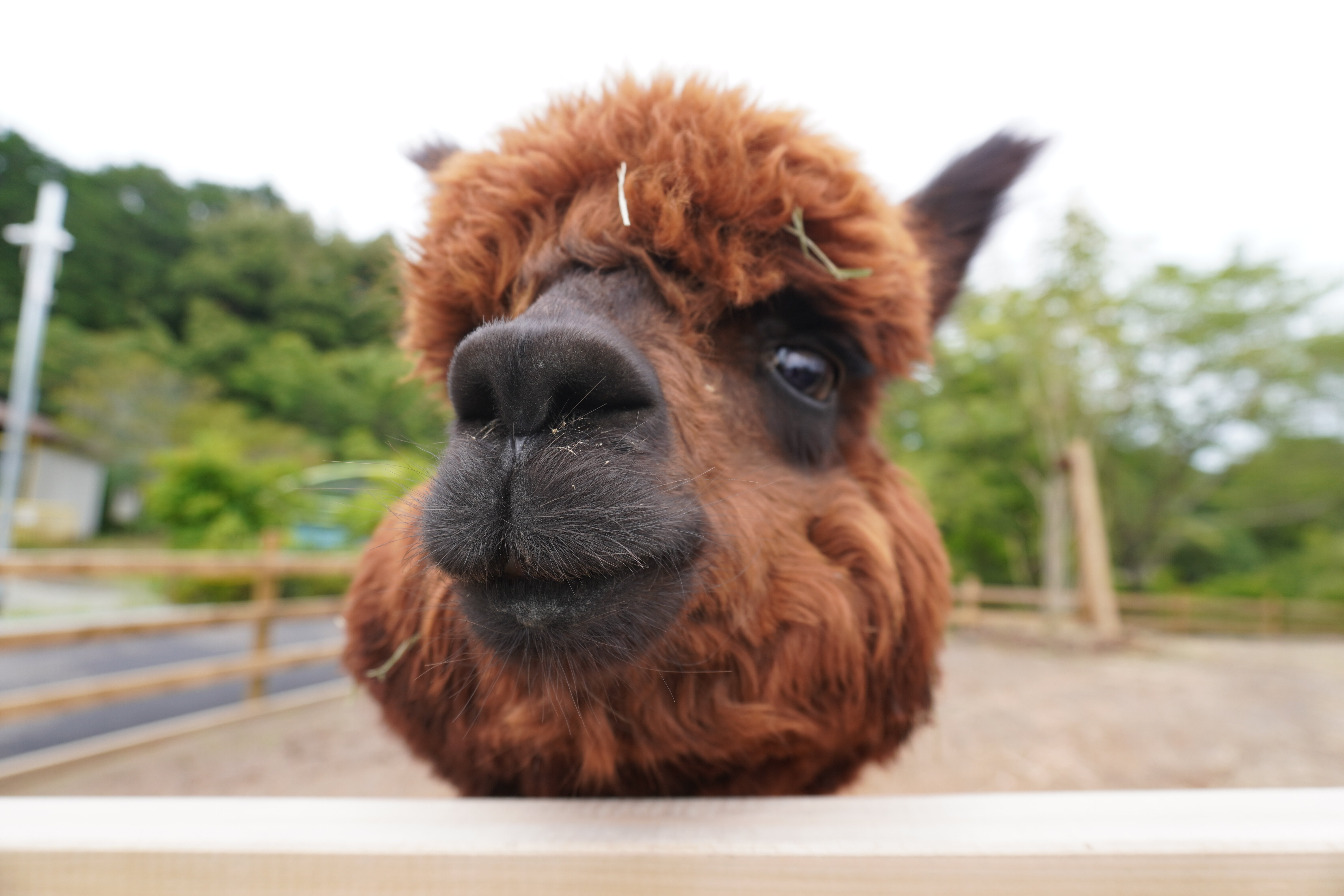 リニューアルした「ごかつら池どうぶつパーク」を徹底解説｜三重県多気町の動物園