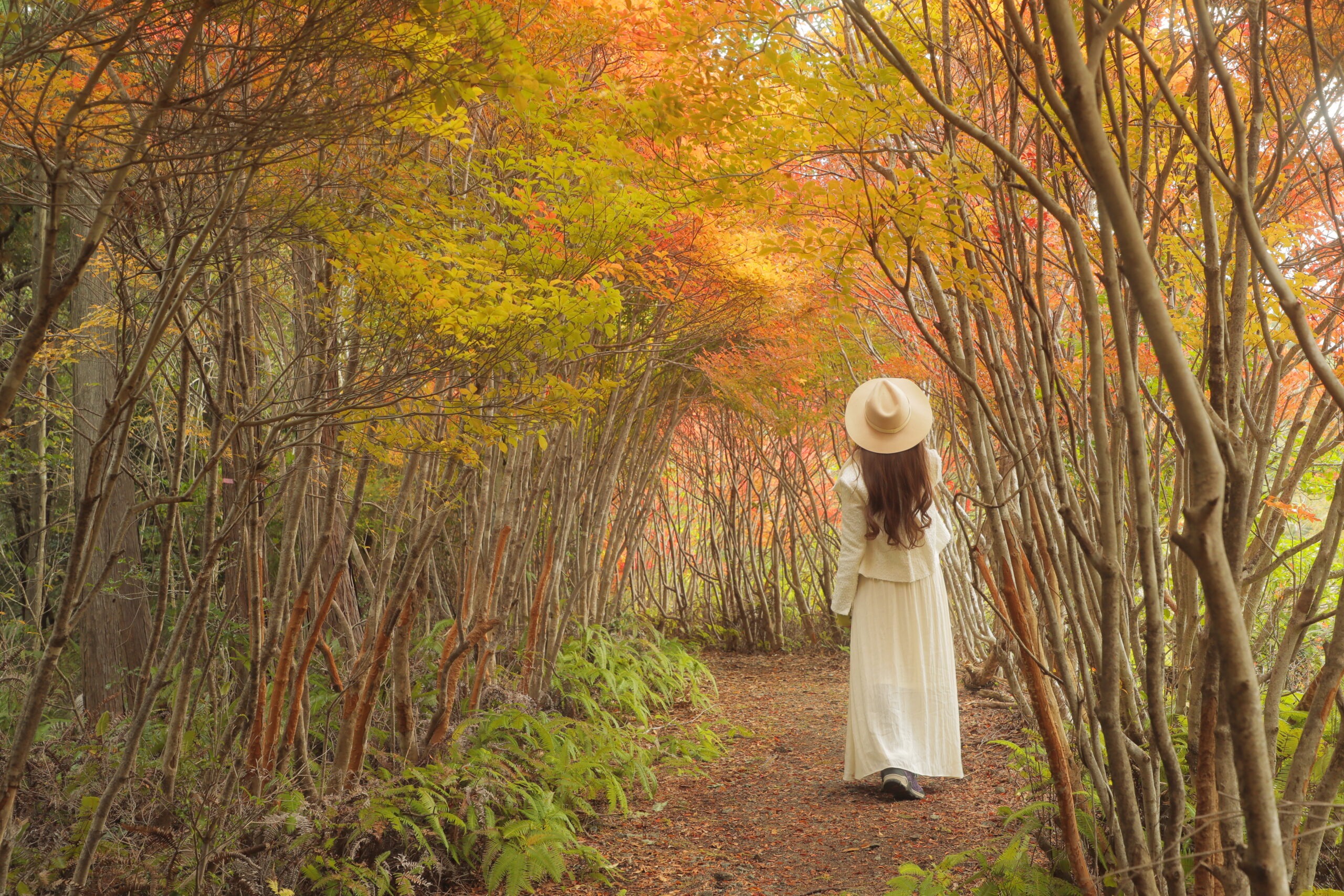 【大台町】大人気紅葉スポット丸山公園「ドウダンツツジのトンネル」