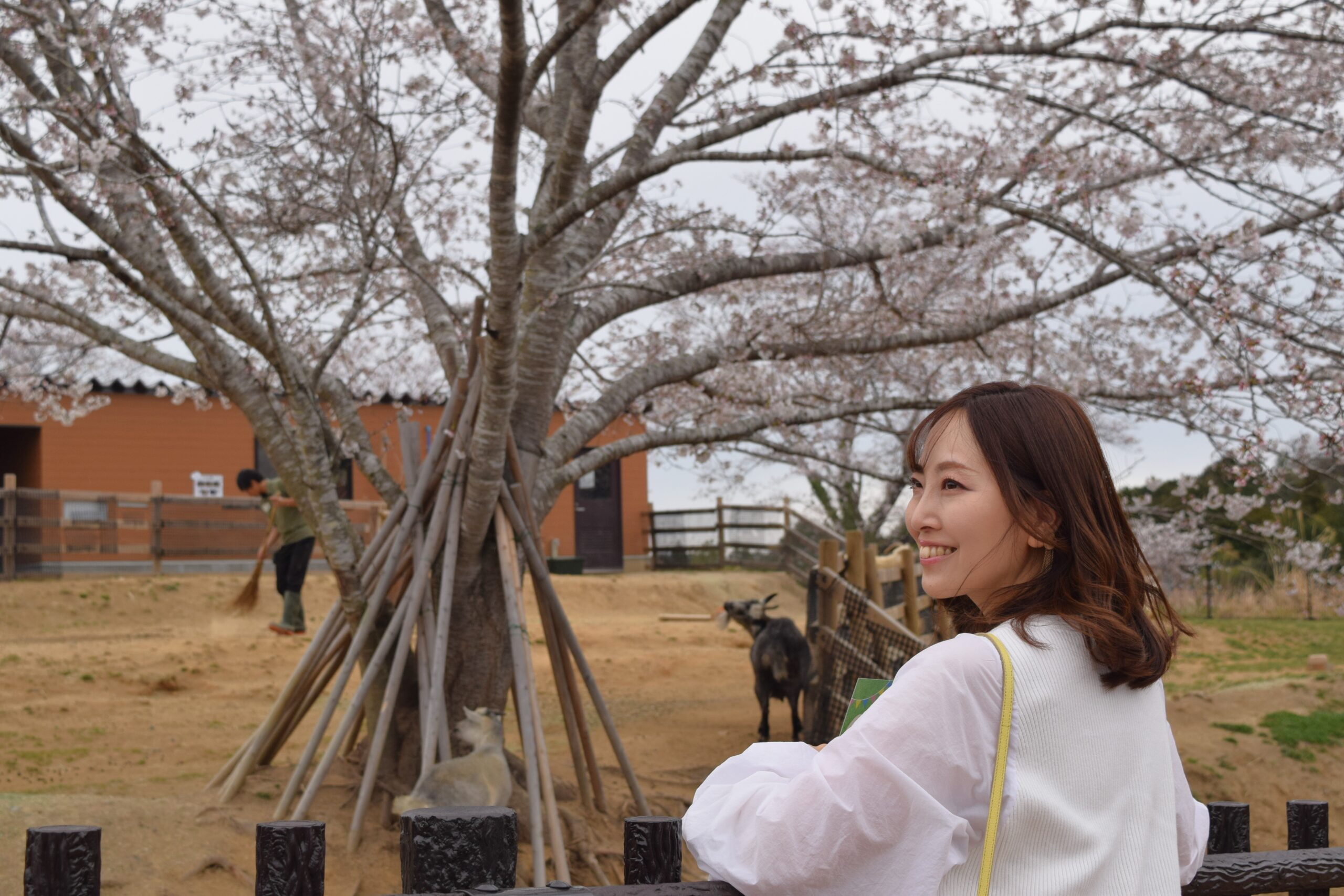 春爛漫！夜桜Zooも　2025年4月「ごかつら池どうぶつパーク」イベント情報　VISONから車で10分の動物園